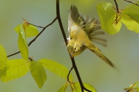 Budnicek lesni - Phylloscopus sibilatrix - Wood Warbler 2431